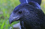 Groove-billed Aniborder=